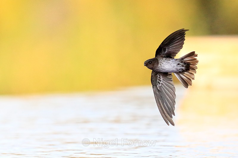 Cave Swiftlet banking over pool, Lovina, Bali - Cave Swiftlet