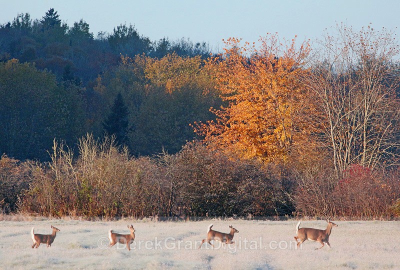 Frosty Morning Whitetails - Mammals, Reptiles & Amphibians