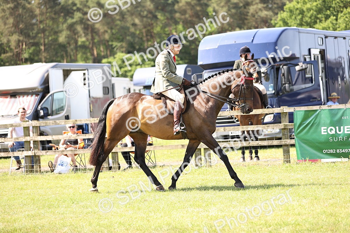 SBM_13087 - Class 75-76 LIHS BSHA Rising Star Hack Riding Horse