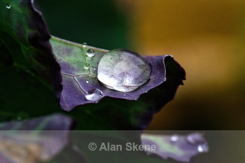DSC00706 - Droplets