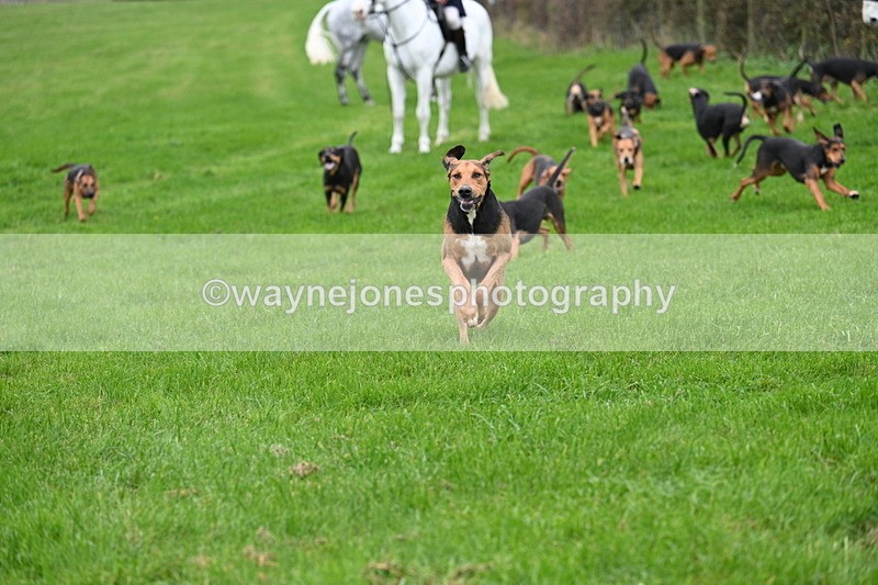 WJ7_8787 - Meet Staff & Hounds