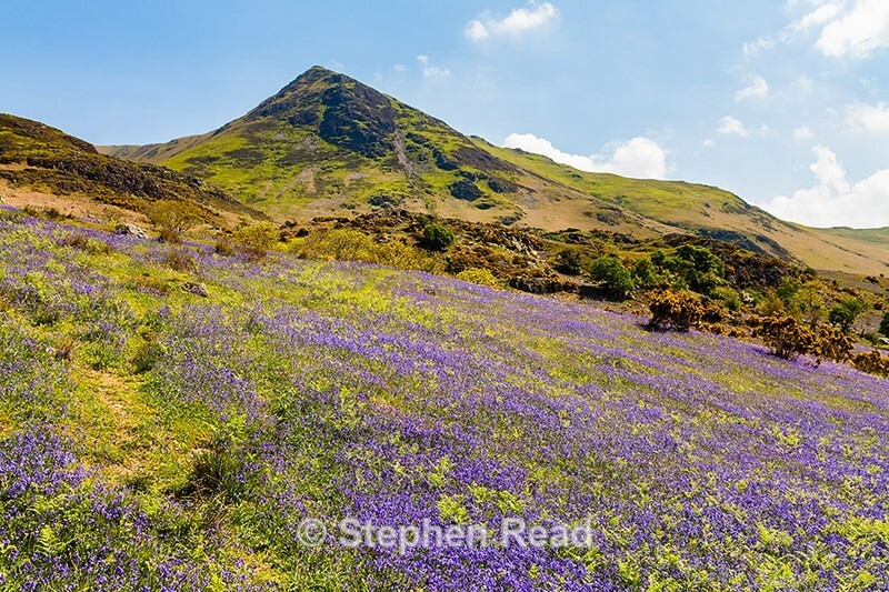 Rannerdale Bluebells and Whiteless Pike