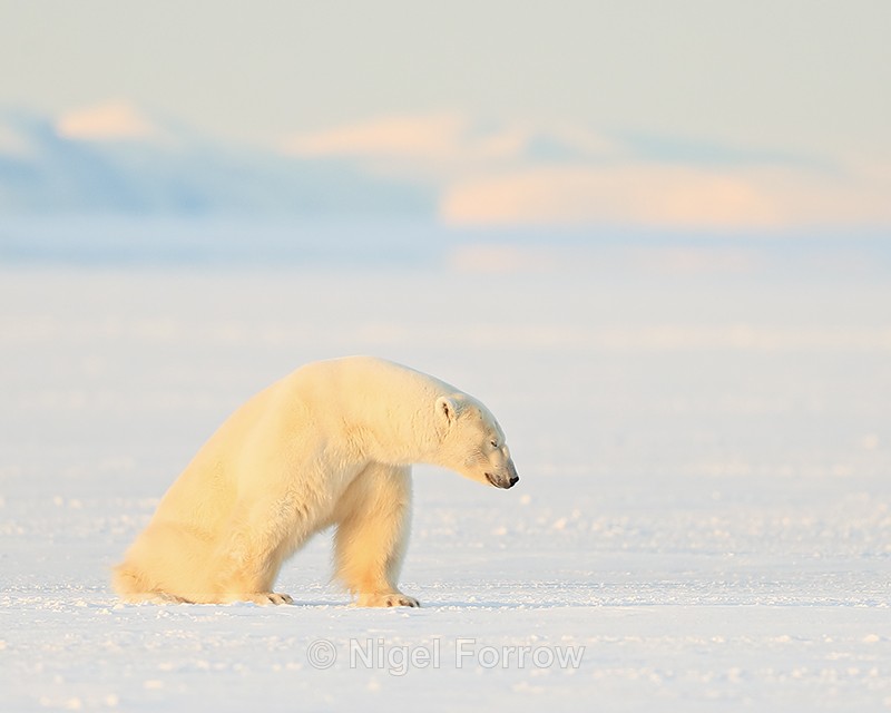 Sleepy male Polar Bear, Svalbard, Norway - Polar Bear