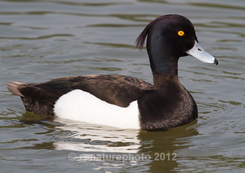 Tufted Duck (male) - Aythya fuligula RPNP0664 - Birds