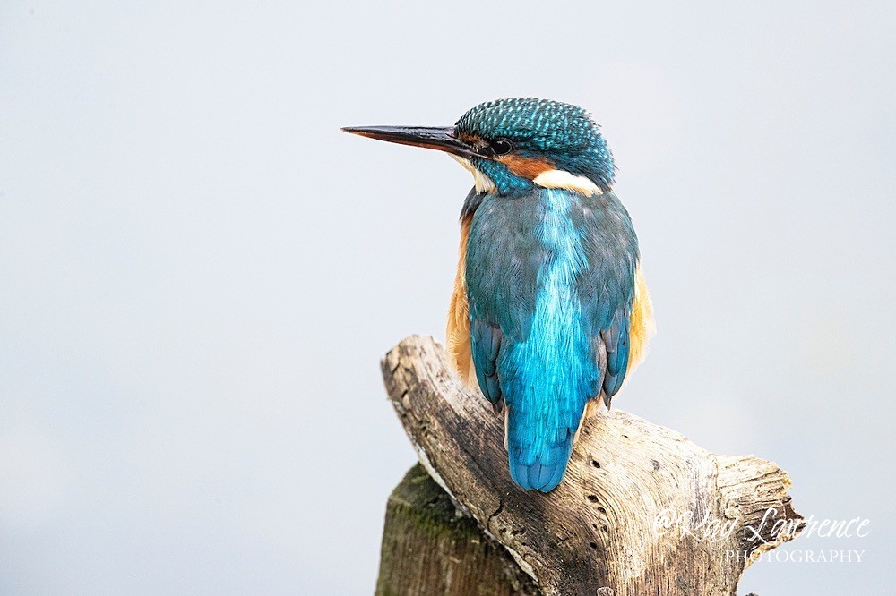 Kingfisher Alcedo Atthis037 - Kingfishers