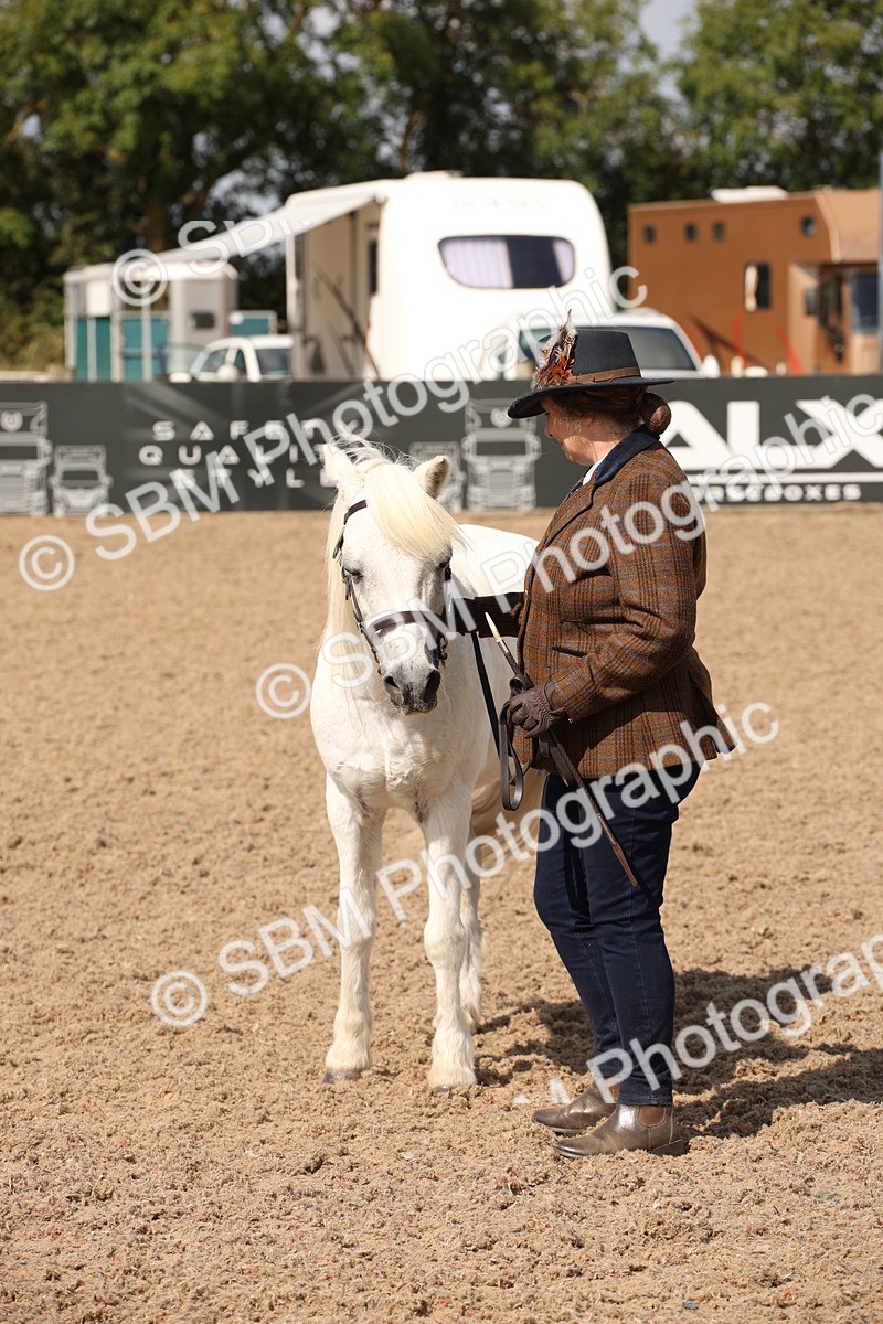 SBM_03415 - Class 18 Handsomest Gelding (IH or Ridden)