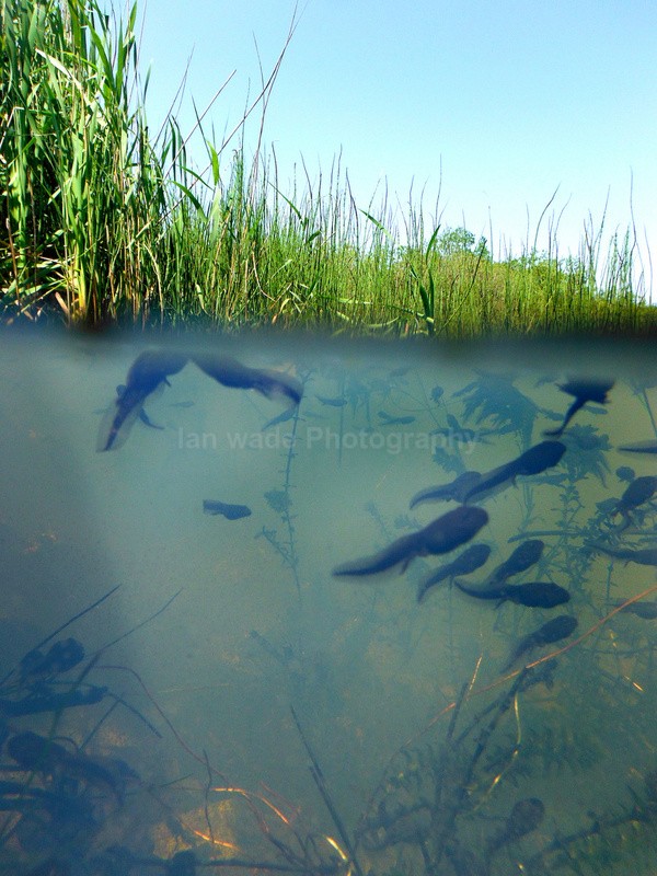  - Reptiles, amphibians & pond life, Great Britian