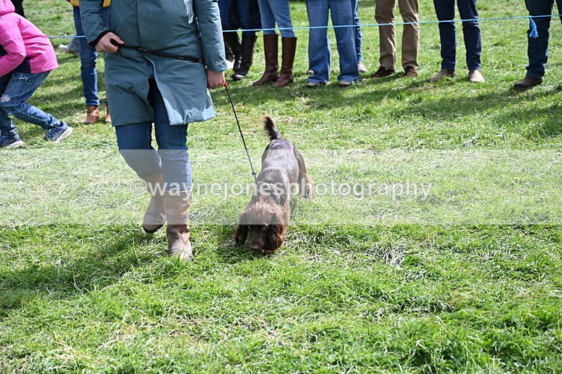 WJ6_8931 - Class 8 Best Working / Gun Dog or Bitch