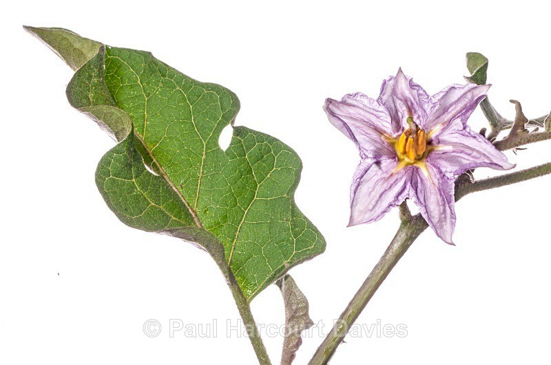 Aubergine, Egg Plant (Solanum melongena)  MYN - Plants - WB