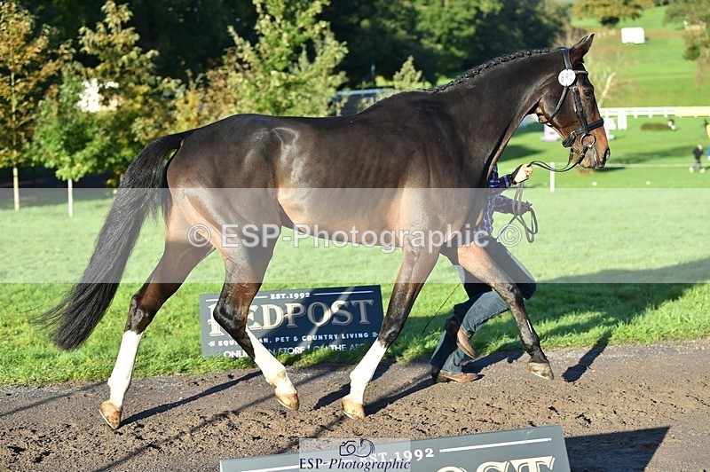 231022-092730-21802 - 685-ADRENALIN.II-Cosima.Atkinson-TrotUp+SJ