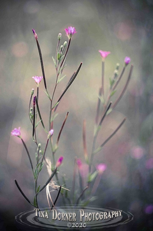  - Plants & Flowers
