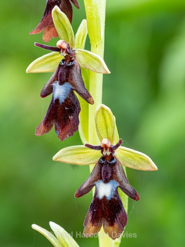 Fly Orchid (Ophrys insectifera) - Wild Orchids - 1