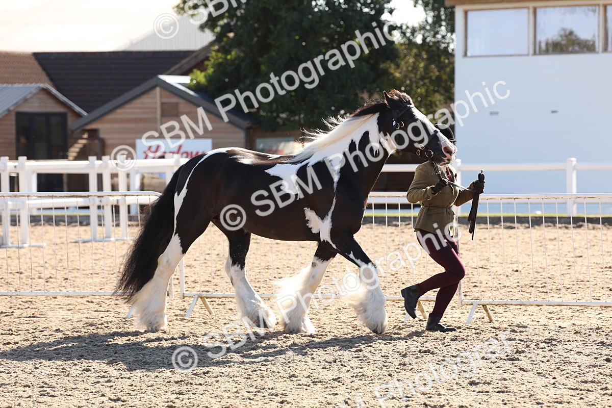 SBM_11732 - Class 204 - Young Handler 11 to 16 years