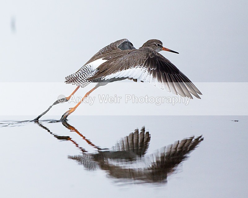 20131001-3K8A6516 - Redshank