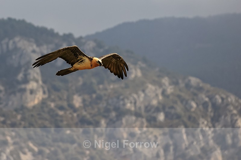 Lammergeier in flight mountain background, Catalonia, Spain - Lammergeier