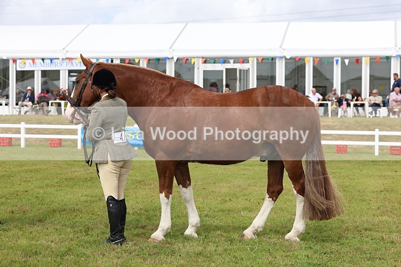 3E7A0374 - Class 6: Rising Star Maxi Cobs