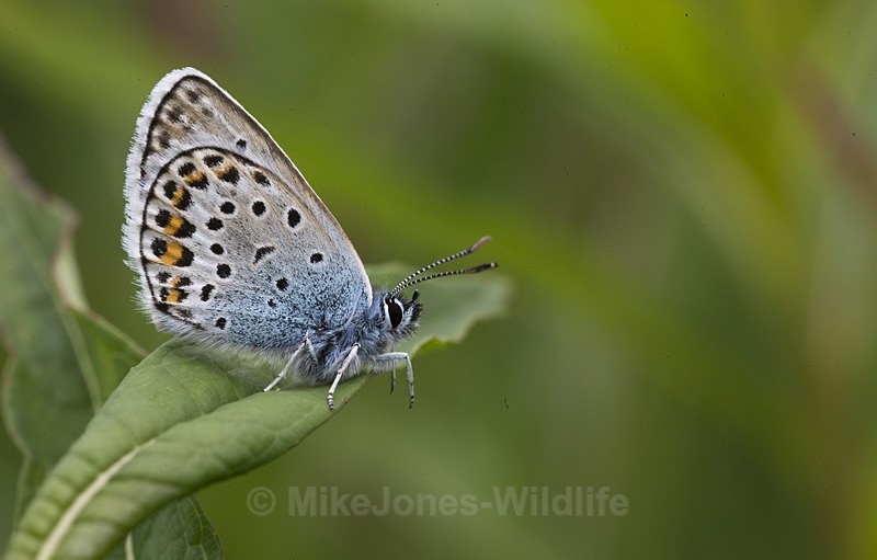 Silver studded blue butterfly - New Butterflies from Prees Heath (Silver Studded Blue )