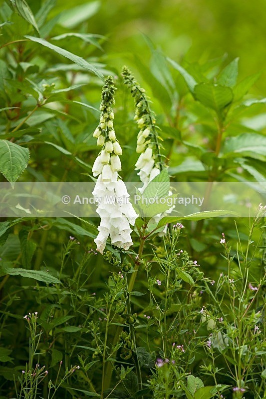 20120708-_MG_9155 - Plants and Flowers