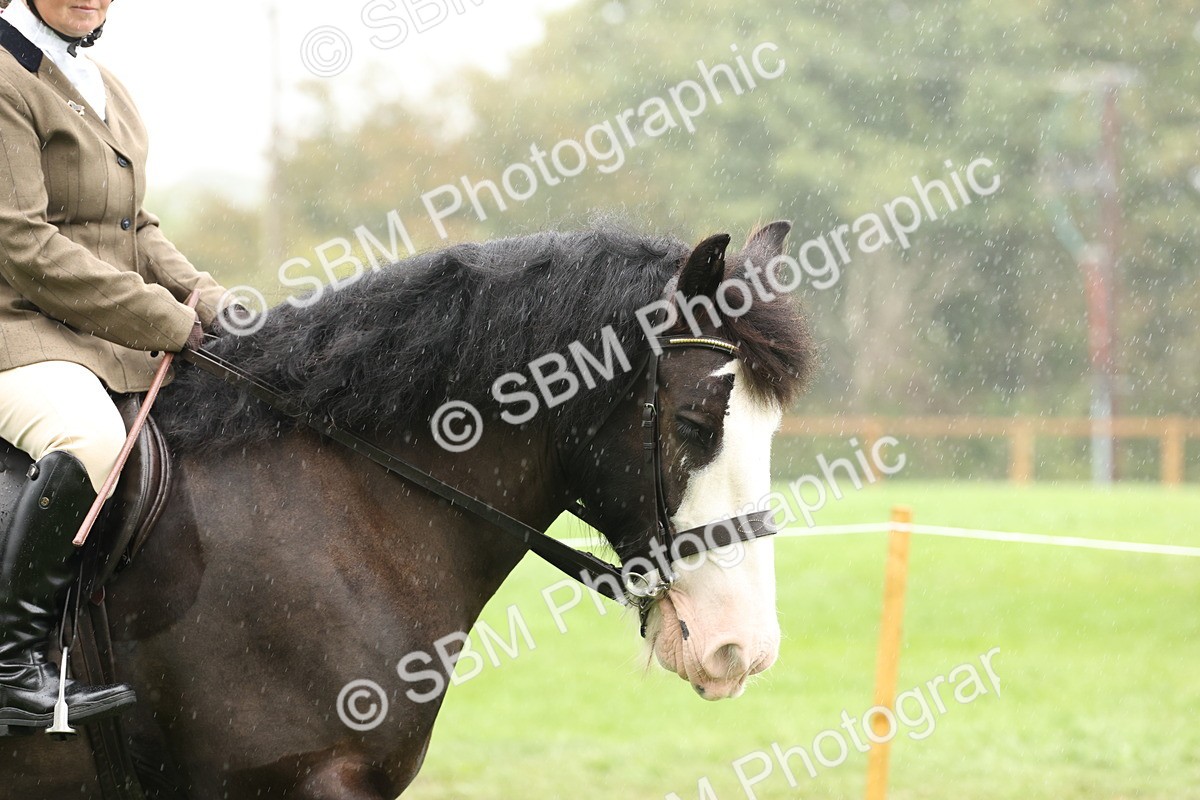SBM_69776 - S69 - Show Cob Ridden