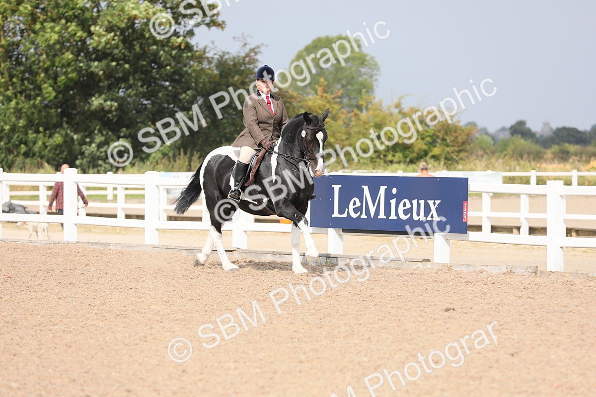 SBM_13349 - Class 308 Ridden Coloured Horse
