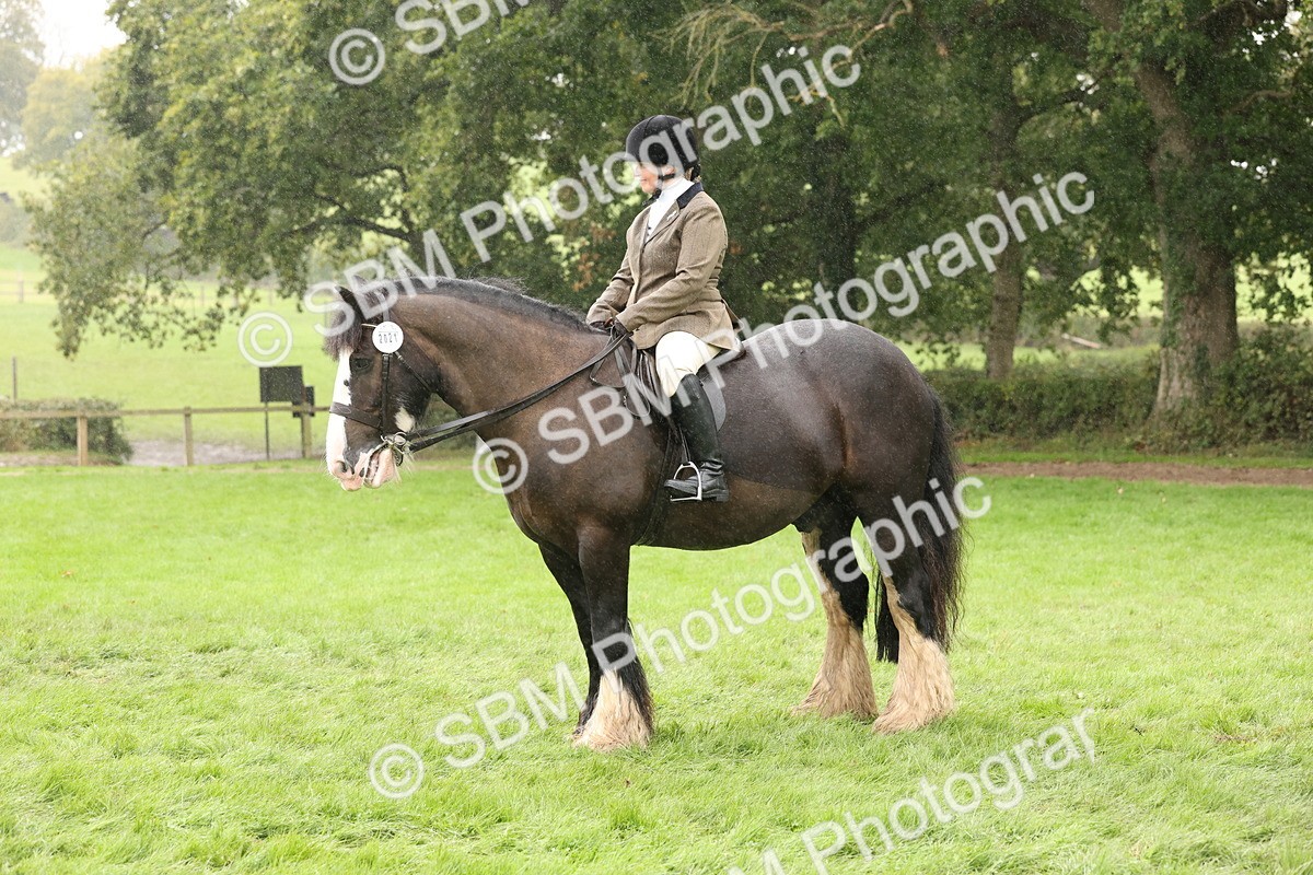SBM_69844 - S69 - Show Cob Ridden