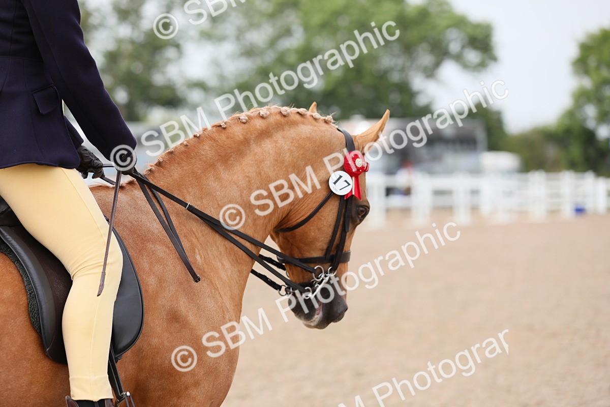 SBM_12735 - Class 307 Ridden Coloured Pony