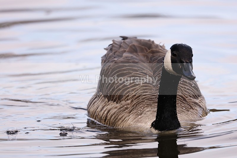 Goose - Animals and Birds