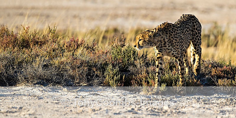Cheetah - Etosha National Park ~ Mammals
