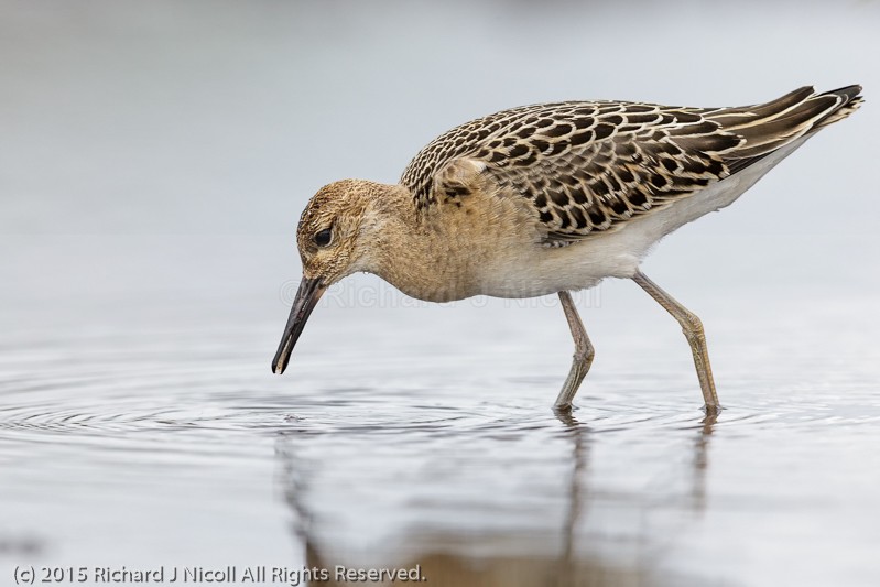 Ruff (Philomachus pugnax) feeding - Ruff (Philomachus pugnax)