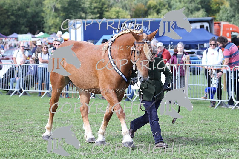 APP_3214 - Class 3 Youngstock