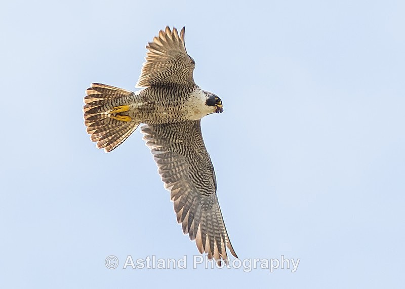 Astland Photography, Bird and Wildlife Images, Susan and Peter Wilson, U.K.