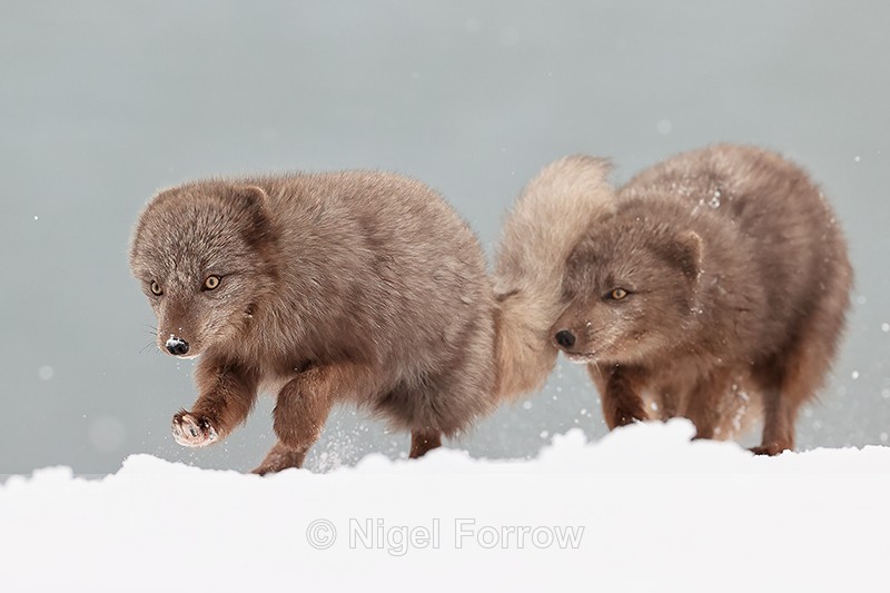 Two Arctic Foxes interacting, Hornstrandir, Iceland - Arctic Fox