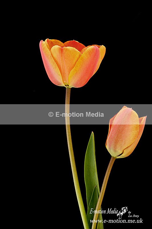 070420 -0229a - Nature