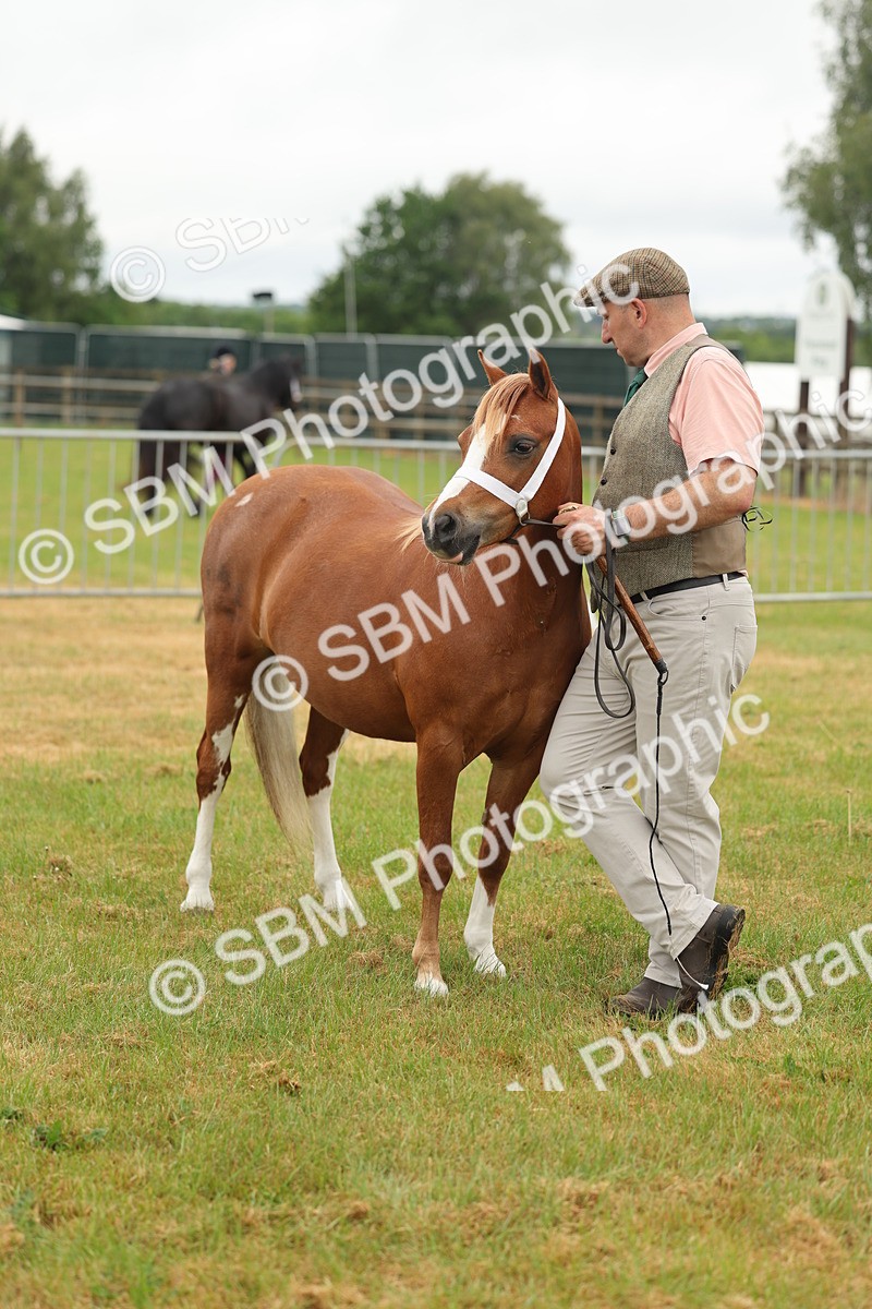 SBM_01574 - Class 50-57 - M&M Welsh Pony In Hand