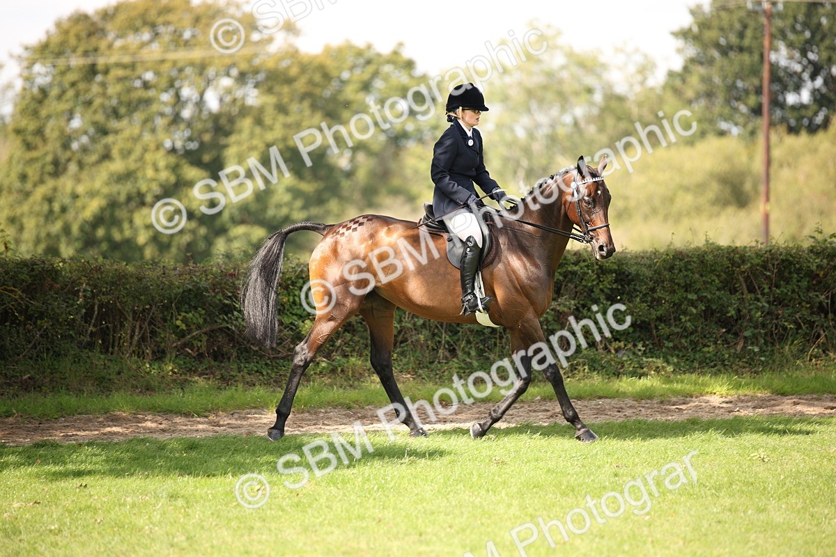 SBM_65913 - S64 - Riding Horse & Hack & Thoroughbred Ridden