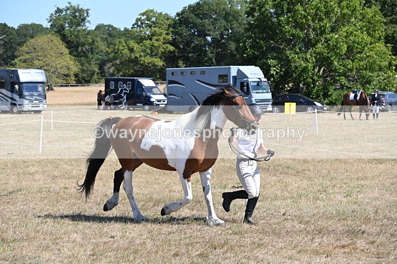 WJ6_8539 - Class 37b Best Loan Pony In-hand