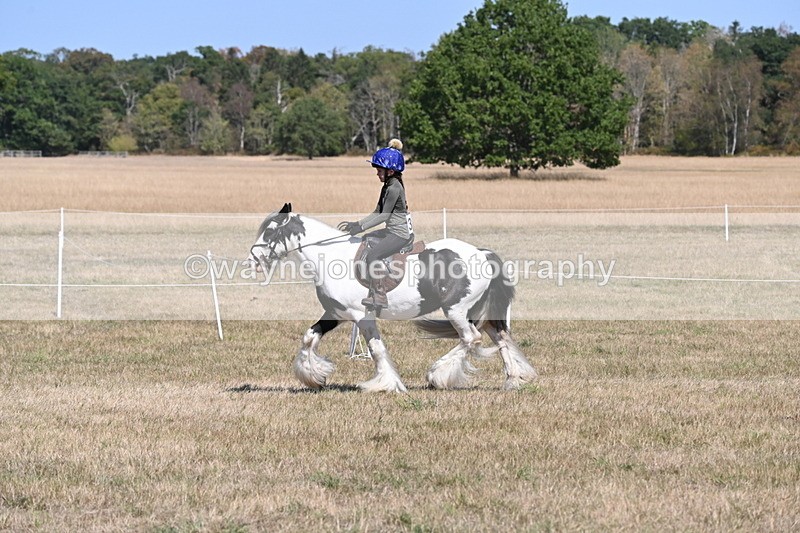 WJ6_8833 - Class 38 Ridden Riding Horse/Pony