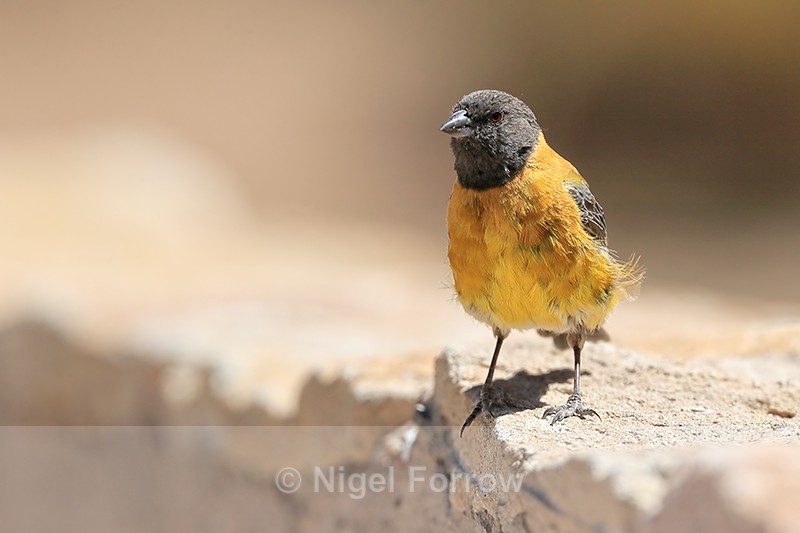 Black-hooded Sierra-Finch, front view, El Tatio, Chile - Black-hooded Sierra-Finch