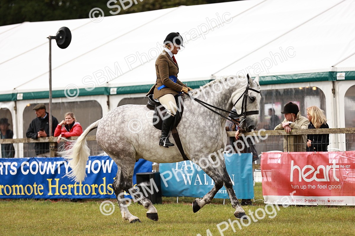 SBM_11557 - Class 81-84 - RIHS Ridden hunters Inc Ladies Hunter