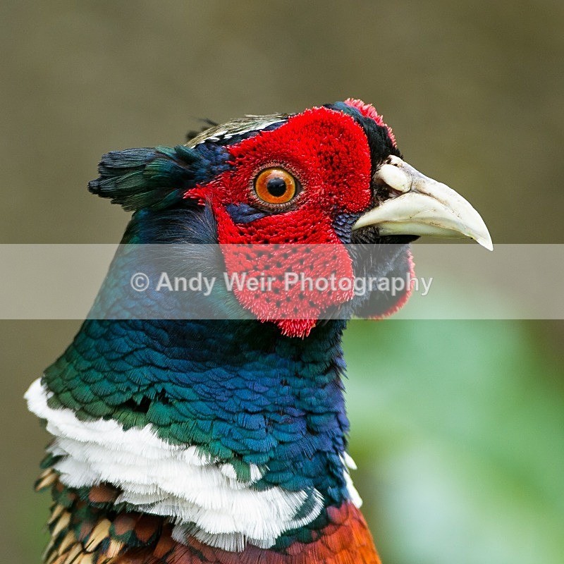 20120512-_MG_0049 - Gamebirds