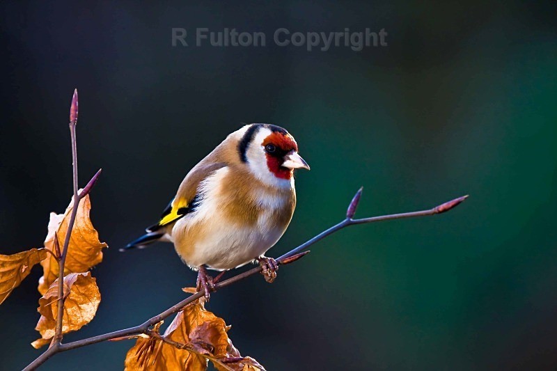 Goldfinch - Nature