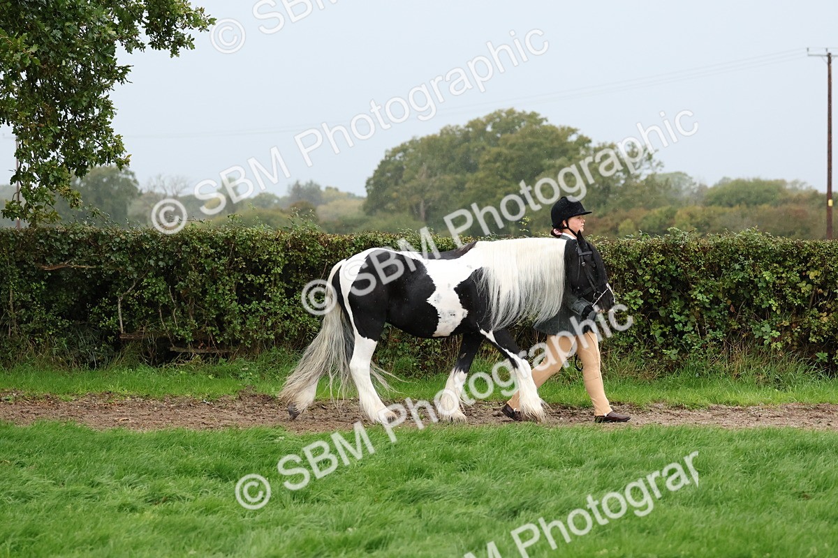 SBM_35253 - S10 - Best In Hand Horse & Pony