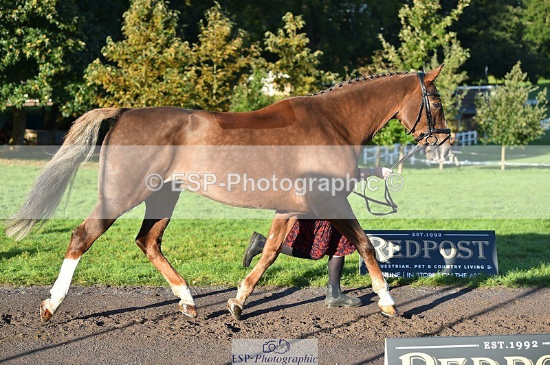 231022-092456-21769 - 639-TRAQ.TIME-Madeleine.Ellis-TrotUp+SJ
