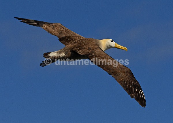 Waved Albatross - Galapágos