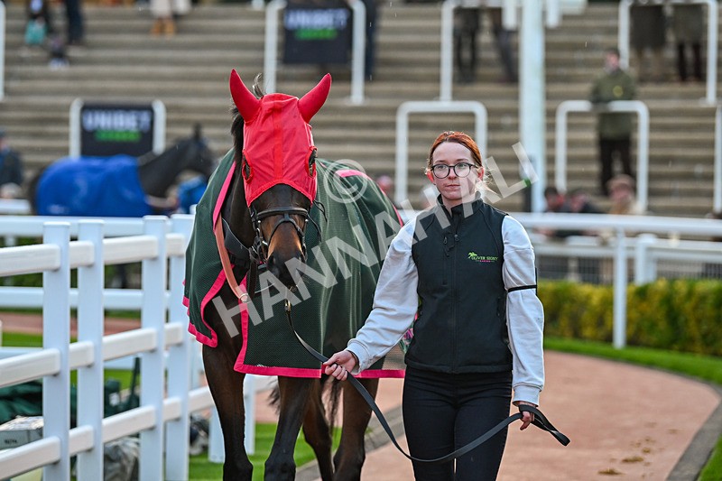 171124-Race 6-Paddock-Block Rockin Beats-4455 - Race 6