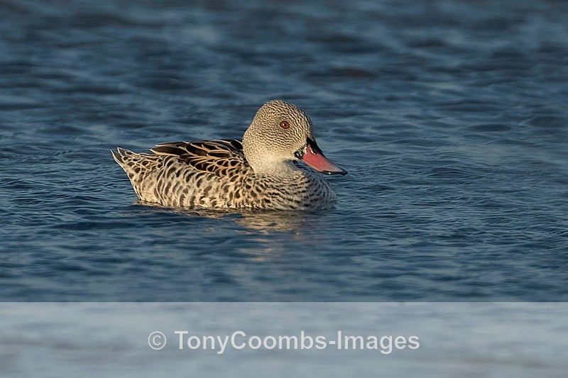 Cape Teal - The Skeleton Coast