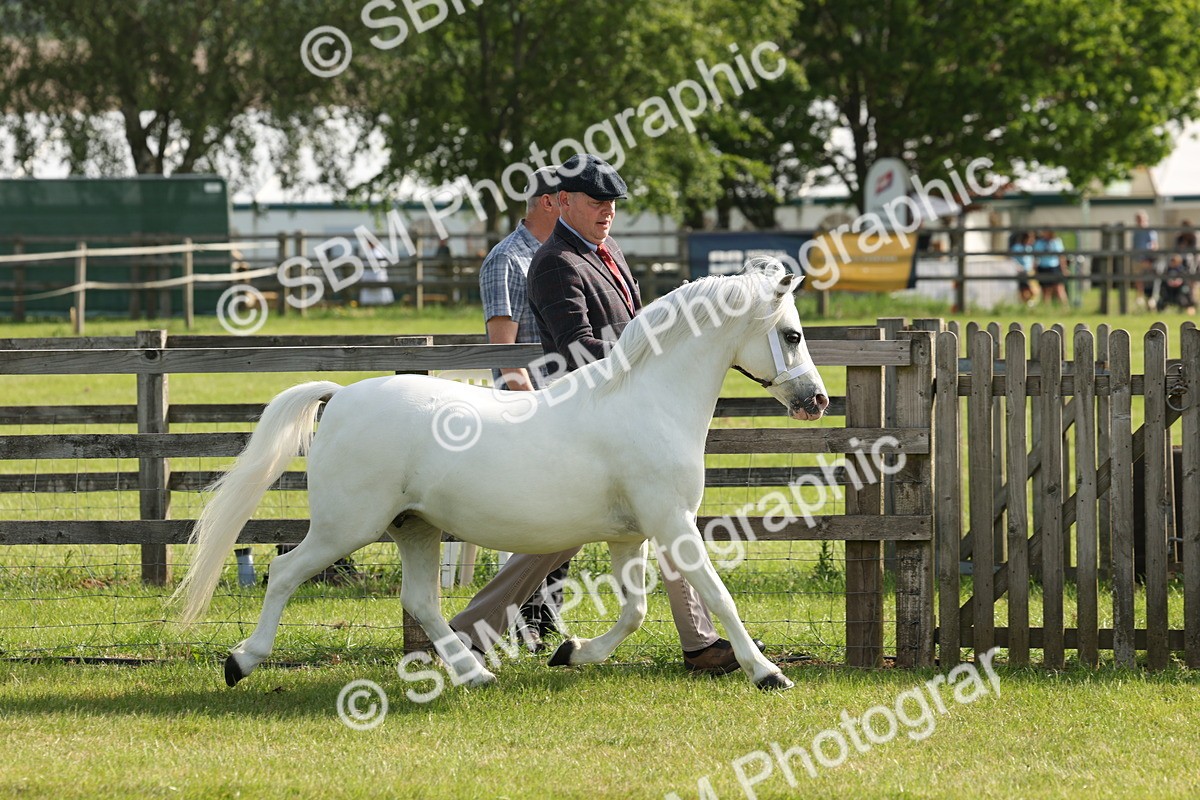 SBM_00632 - Class 6-13 - Mountatin and Moorland In Hand Welsh Breeds