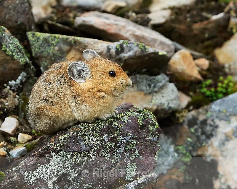 American Pika resting amongst rocks, Moraine Lake, Canada - Pika