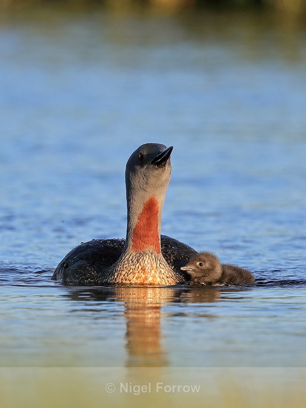 Red-throated Diver chick alongside parent, Floi, Iceland - Red-throated Diver