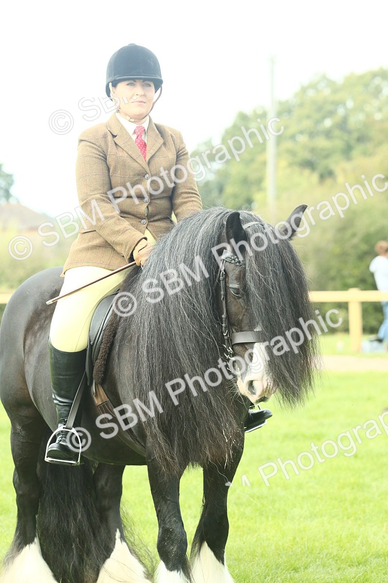 SBM_66432 - S34 - Rehabilitated Rescue Horse & Pony In Hand & Ridden